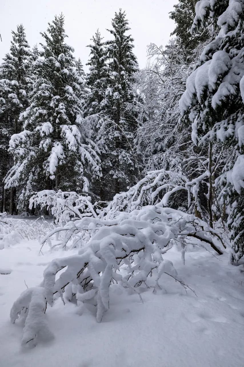 Heavy snowfall covering evergreen forest with fresh white blanket