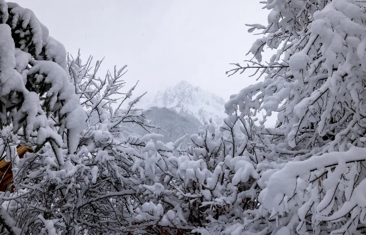 Snow covered trees in winter forest with mountain peak in background