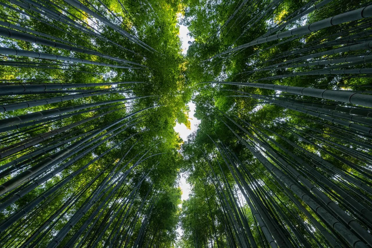 Low angle view of tall green bamboo stalks in a dense forest with sunlight filtering through leaves