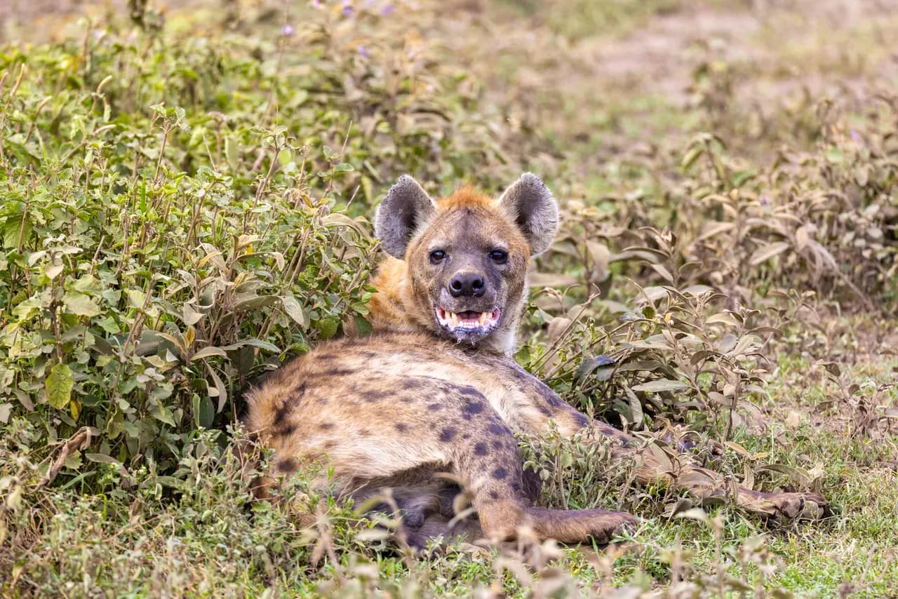Spotted hyena resting in the african savanna grass looking at camera with open mouth