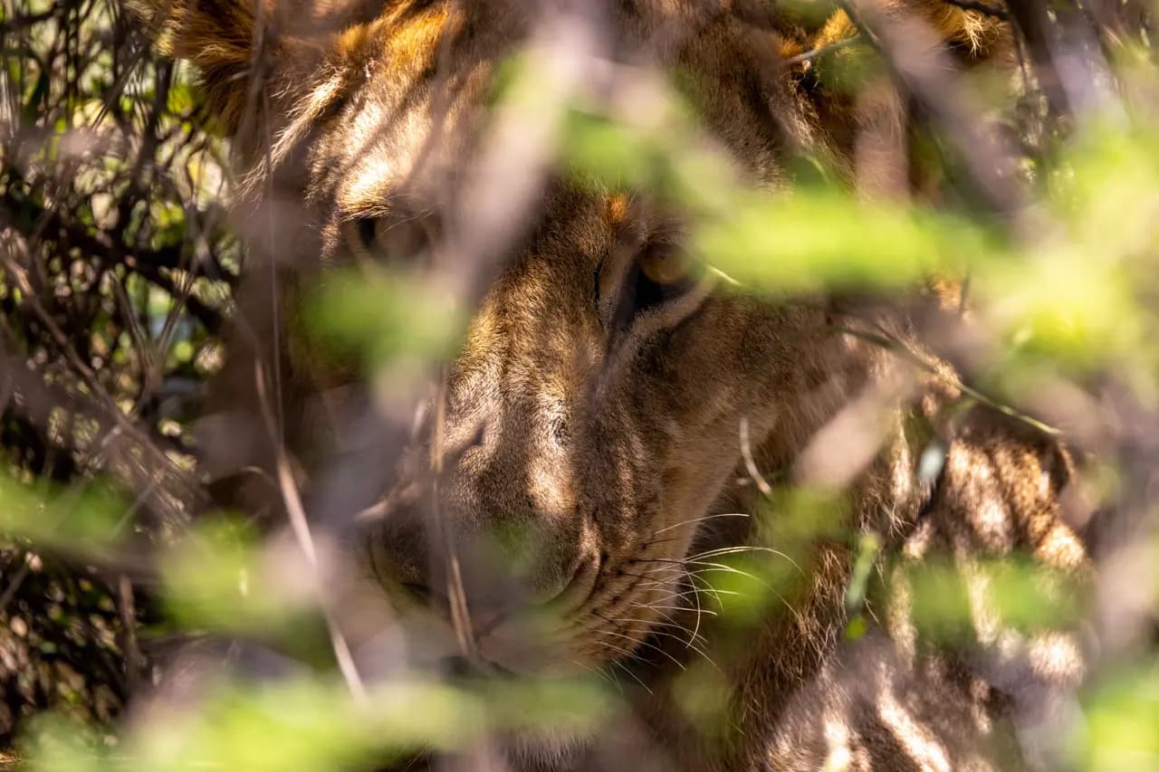 Close up portrait of a wild lion hiding behind green bushes in the african savanna wilderness