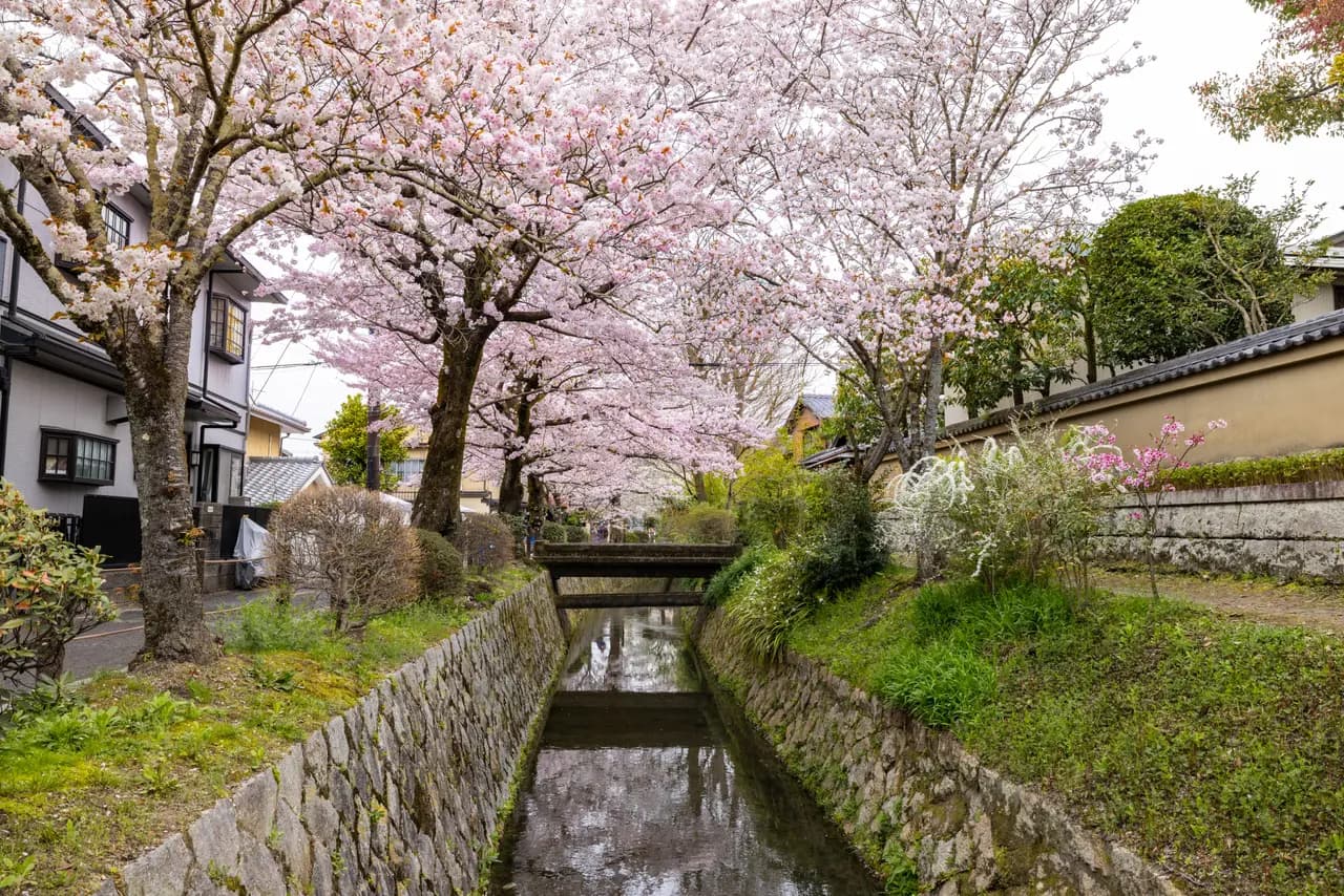 Cherry blossoms framing traditional canal in springtime residential neighborhood