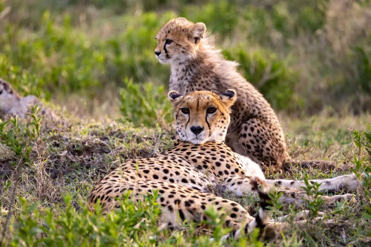 Mother cheetah resting with cub in wild savanna grassland