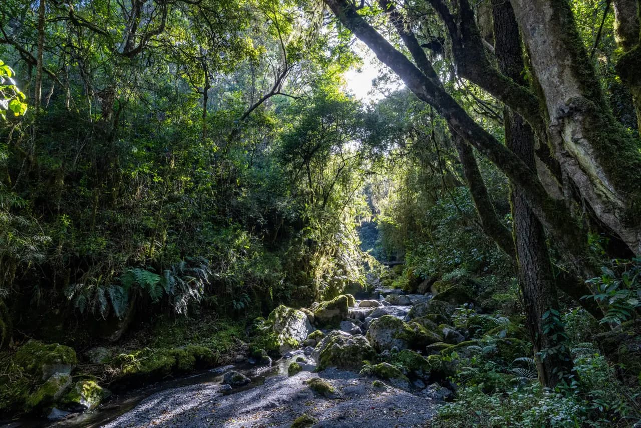 Serene forest stream with sunlight filtering through lush greenery