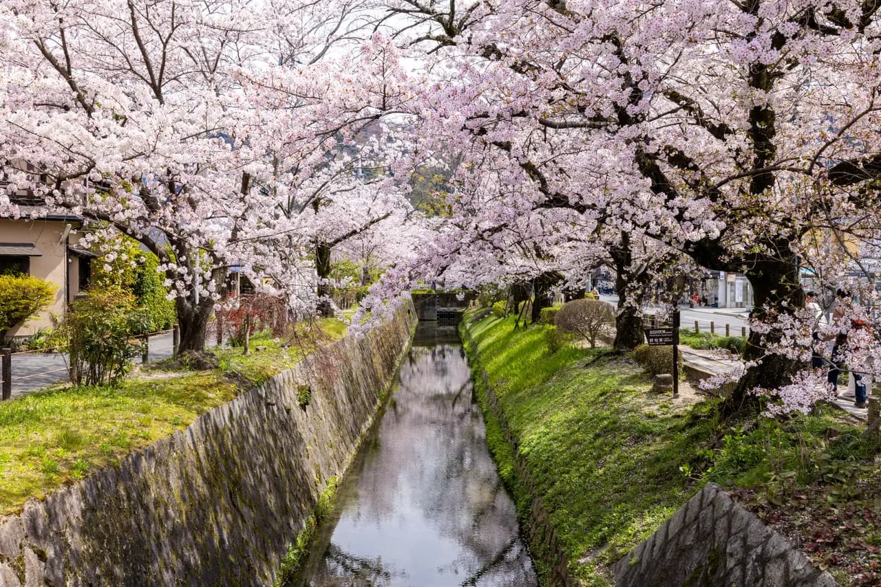 Cherry blossoms blooming along a narrow canal in a quiet japanese town during spring