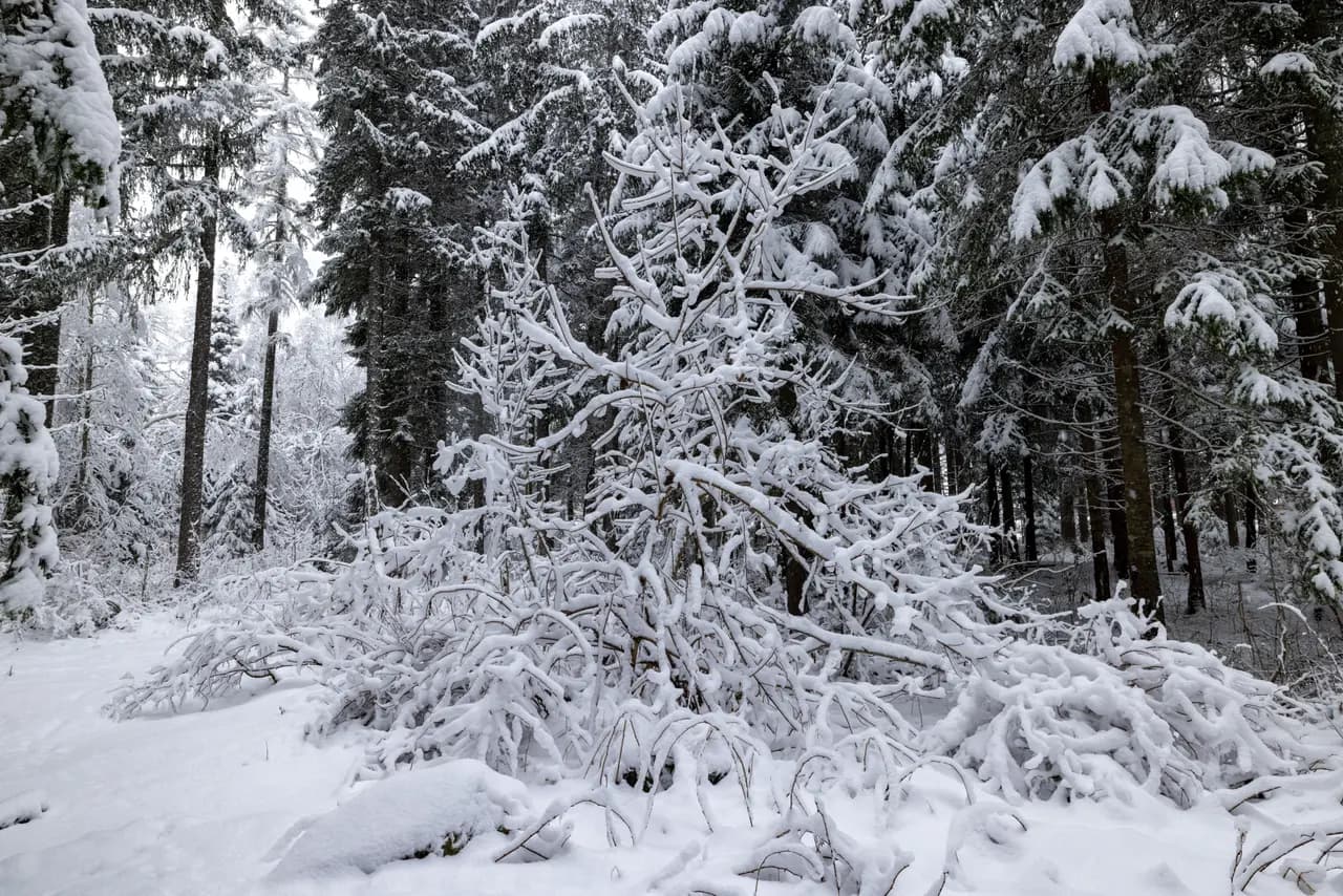 Heavy snowfall covering dense forest trees with fresh white blanket