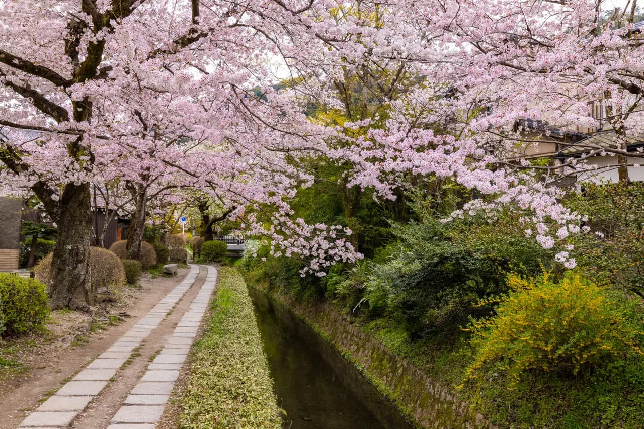 Cherry blossom trees in full bloom along a stone path and canal in a peaceful japanese garden
